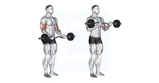 Barbell Bicep Curls