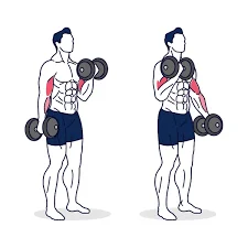 Bicep Curls With Alternating Arms