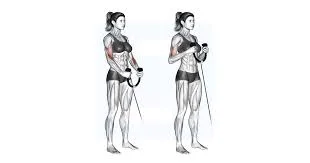 Cable Rope Hammer Curl
