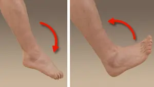 ankle dorsiflexion and plantar flexion