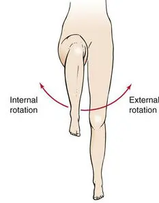 Hip Internal and External Rotation
