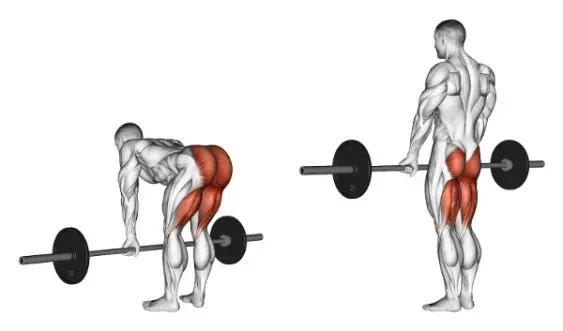 barbell deadlifts