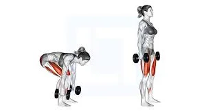 Dumbbell Deadlifts