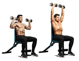 Seated Arnold Press