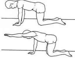 Quadrupod shoulder flexion
